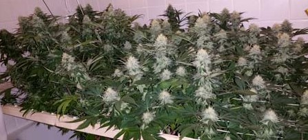 cannabis plants grown under led
